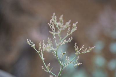 Close-up of flowering plant