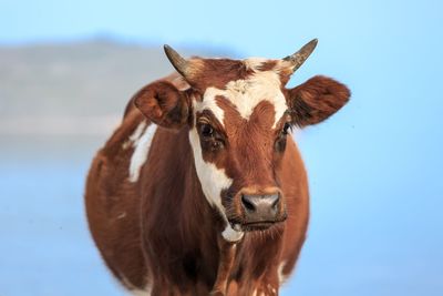 Portrait of a horse