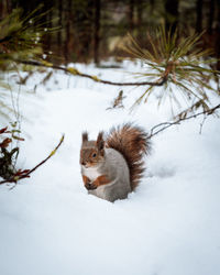 Squirrel on snow covered land in winter