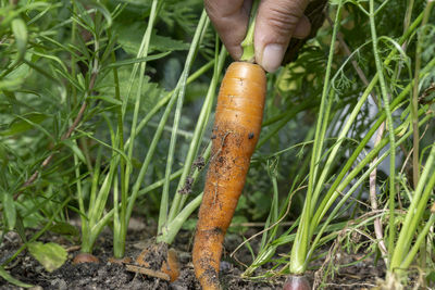 Midsection of man holding leaf