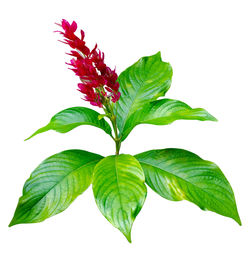 Close-up of green leaves against white background