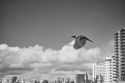 Low angle view of seagulls flying in city