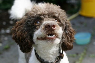 Friendly smiling poodle
