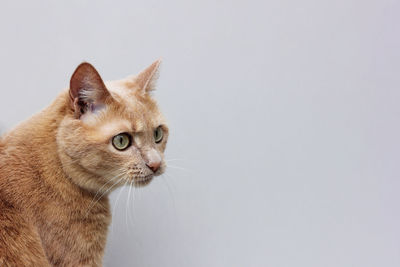 Close-up of cat against white background