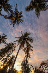 Low angle view of palm trees against sky