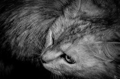 Close-up of cat