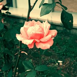 Close-up of pink rose blooming outdoors