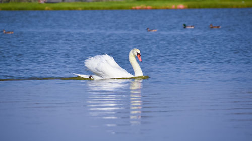 Swans swimming in lake