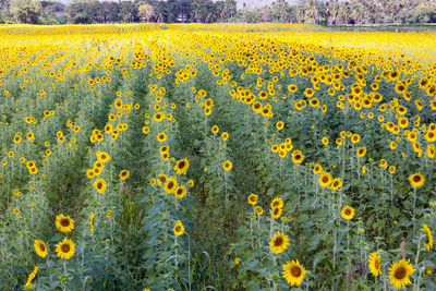 Sunflower field