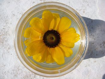 Directly above shot of yellow flower in glass on table