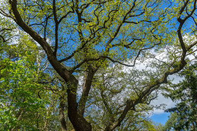 Low angle view of trees against sky