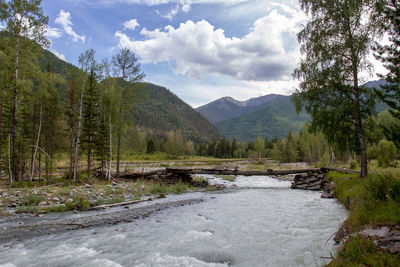 Scenic view of river amidst trees in forest against sky