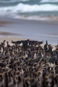 Birds at beach