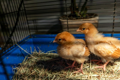 Close-up of ducklings in cage