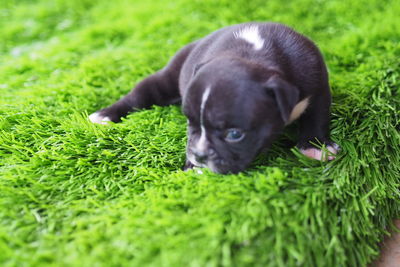 Portrait of cute puppy relaxing on grass