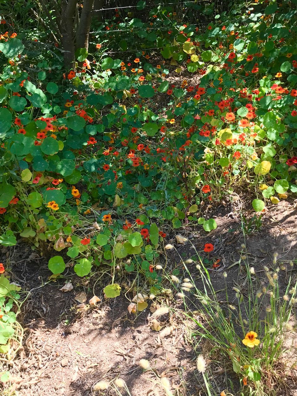 plant, growth, nature, beauty in nature, no people, land, day, leaf, plant part, green color, outdoors, tranquility, flowering plant, field, flower, sunlight, tree, freshness, forest, high angle view