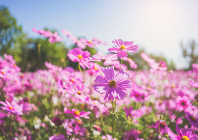 Close-up of pink cosmos flowers