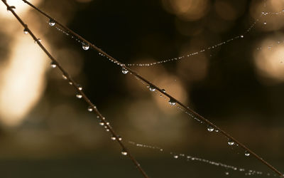 Close-up of wet spider web on twig