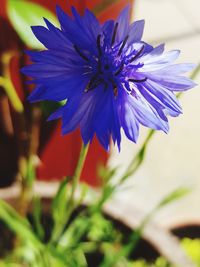 Close-up of purple flower blooming outdoors