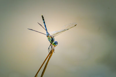 Close-up of dragonfly on plant