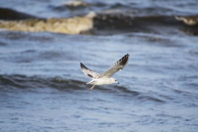 Seagull flying over sea