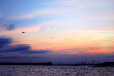 Bird flying over calm sea at sunset