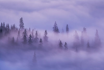 Scenic view of forest against sky