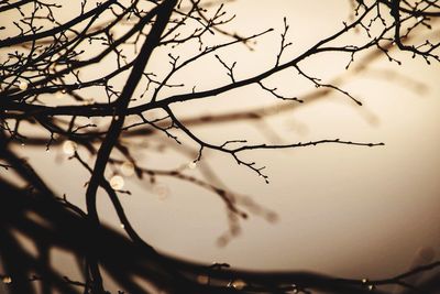 Low angle view of branches against sky