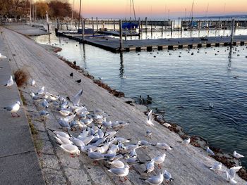 High angle view of seagulls on sea shore