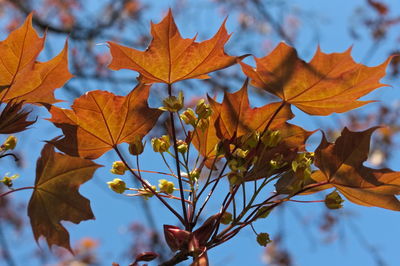 Low angle view of autumnal leaves