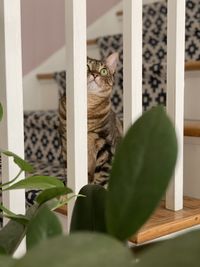 Close-up of cat sitting on railing