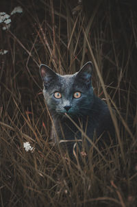 Portrait of a cat on field