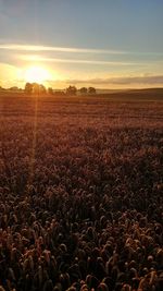 Scenic view of landscape against sky during sunset