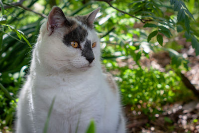 Close-up of a cat looking away