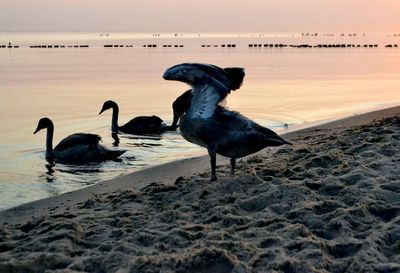 Seagulls on beach