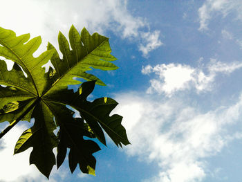 Leaf against sky