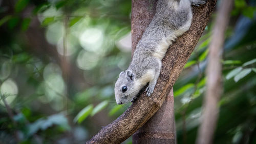 Close-up of squirrel on tree