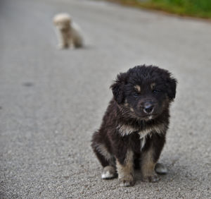 Portrait of puppy on the road