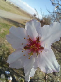 Close-up of white cherry blossom