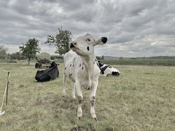 View of horse on field