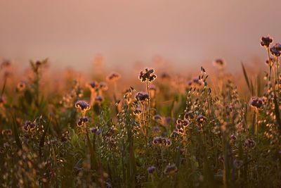 Close-up of purple flowering plants on field during sunset