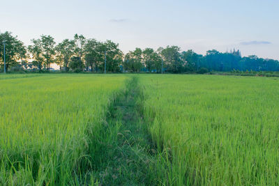 Scenic view of agricultural field against sky