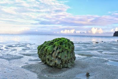 Mossy rocks on beach against sky