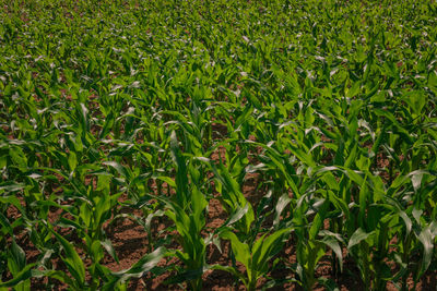 Full frame shot of fresh green field