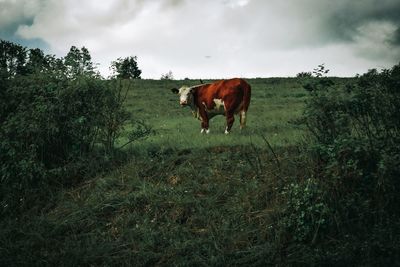 Horse standing in a field