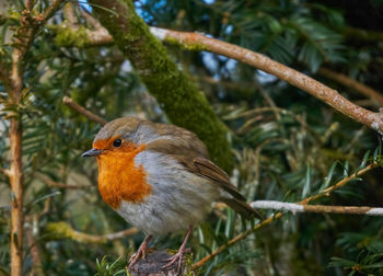 Close-up of bird perching on tree