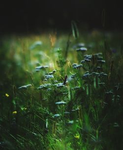 Close-up of plants growing outdoors