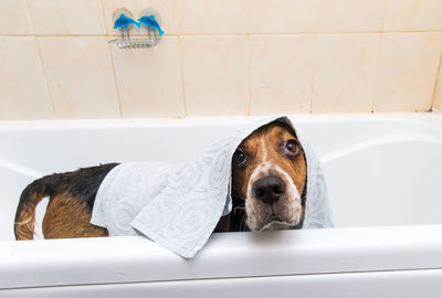 Portrait of dog in bathroom