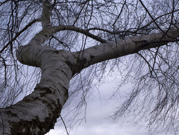 Low angle view of bare tree against sky