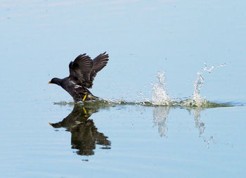 Bird flying over lake